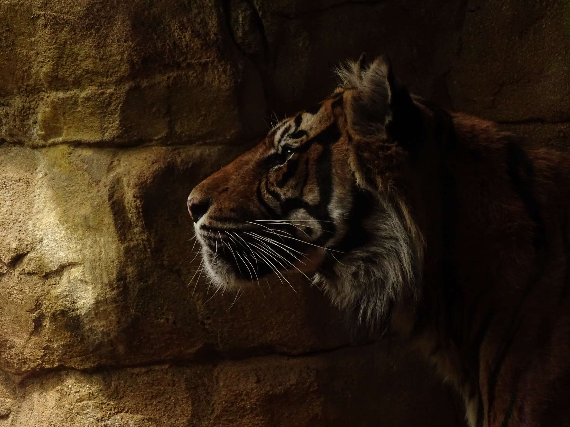 A tiger!